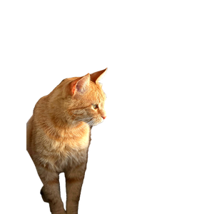 A Ginger Cat Sits By A Window, Reflecting In The Glass, Creating A Serene And Contemplative Scene. 16344 - Cat PNG image with transparent background
